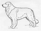 Sheepdog Maremma Drawing Breed Getdrawings sketch template
