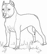 Terrier Coloring Pages Staffordshire American Printable Boston Dog Lab Supercoloring Drawing Bull Yellow Print Drawings Pitbull Terriers Color Getcolorings Popular sketch template