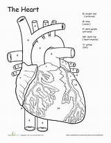 System Heart Coloring Circulatory Human Worksheets Worksheet Anatomy Science Body Diagram Cardiovascular Drawing Grade Kids Awesome Had Only If Sketch sketch template