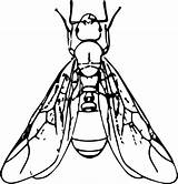 Clipart Insect Coloring Winged Webstockreview Ant Icons sketch template