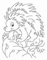 Porcupine Coloring Pages Kids Balancing Cute Color Printable Colouring Clipart Library Getcolorings Choose Board sketch template