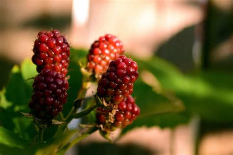free picture nature fruit leaf berry blackberry sweet dessert