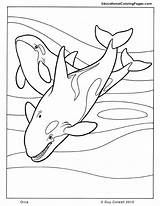 Orca Mammals Animal Animales Killer Páginas Hojas Archivadores Siluetas Coloringhome sketch template