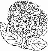 Hydrangea Flower Coloring Pages Hydrangeas Girls Drawing Coloringpagesfortoddlers Template Credit Larger sketch template