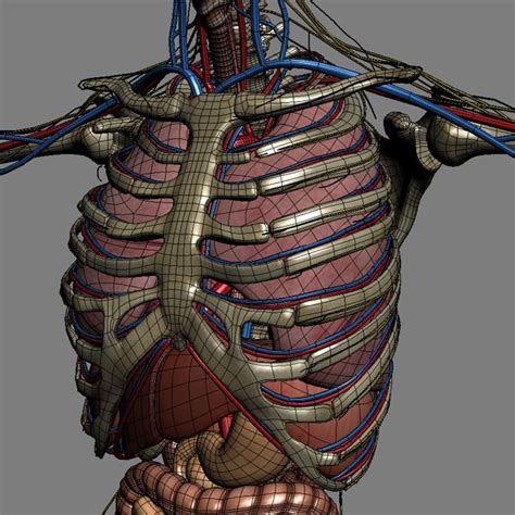 Human Male Anatomy Body Skeleton And Int 3d Model Max Obj 3ds
