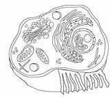 Biologie Ausmalbilder Biologycorner Membrane Cells Worksheeto Ausmalbild Coloringhome Worksheets Markcritz sketch template