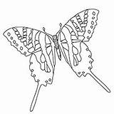 Butterfly Coloring Pages Color Printable Swallowtail Beautiful Top Ulysses sketch template