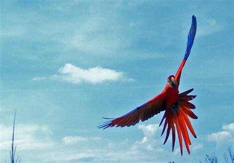 flying parrot  dany  red  deviantart