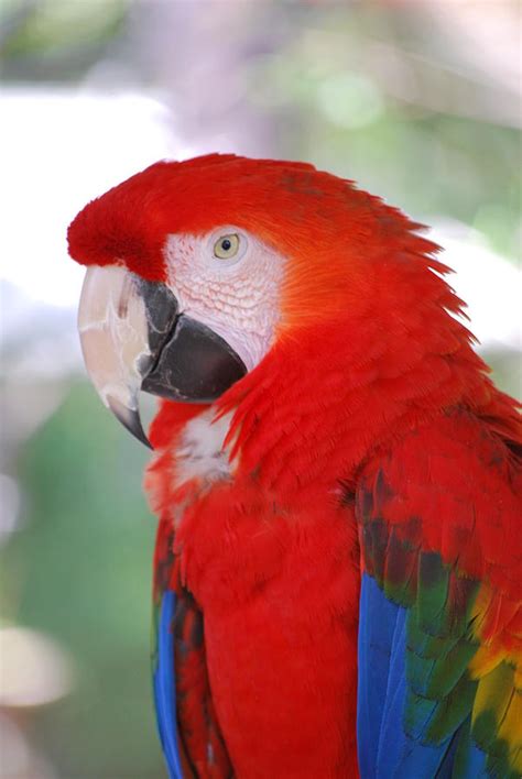 red macaw    photograph   photography fine art america