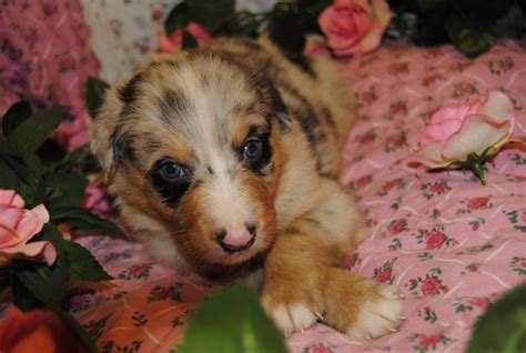 shamrock rose aussies exciting news summer litters