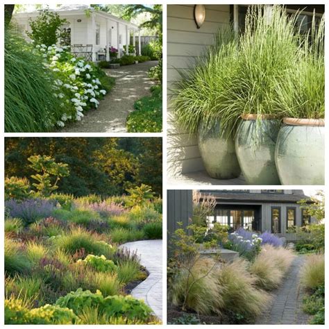 landscaping with ornamental grasses guide interior