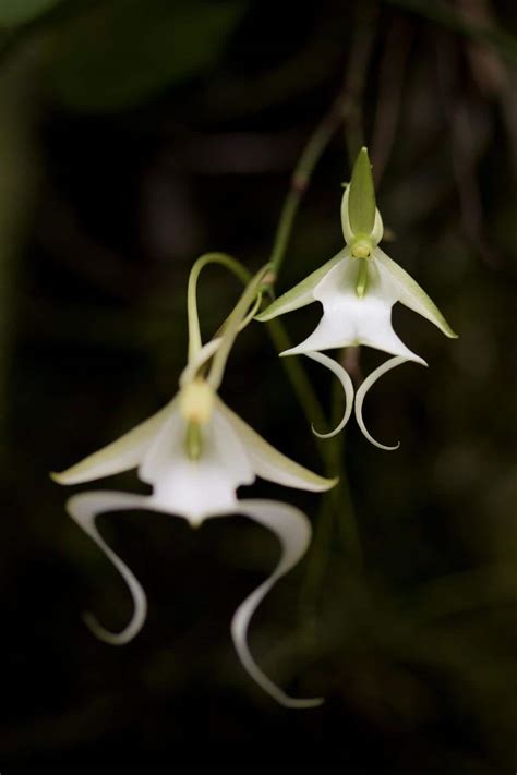 Florida S Rare Ghost Orchid Dendrophylax Lindenii Photo By Mac Stone