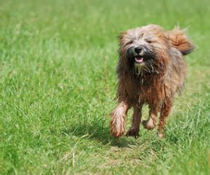 natural dog care top tips holistic care  animals  taranet
