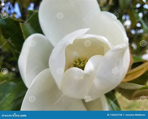 southern magnolia flower blossom louisiana state flower stock photo