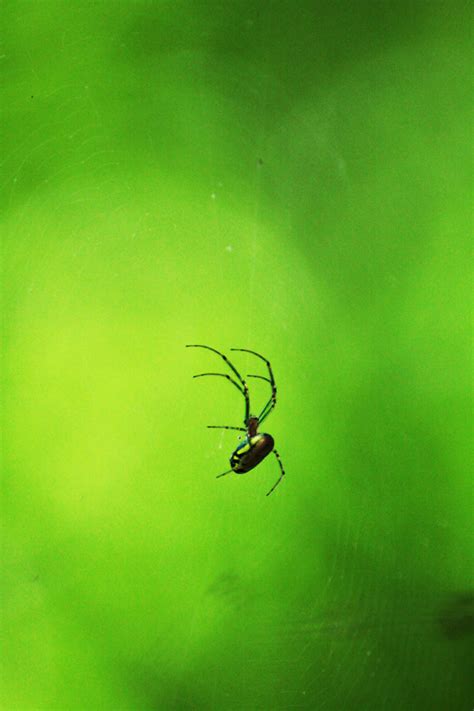 itty bitty spider by jeslynphoto on deviantart