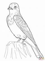 Coloring Kingbird Eastern Pages Bird Animal Birds Phoebe Printable Drawing Supercoloring Categories sketch template