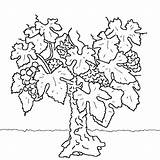 Coloring Vine Vigne Dessin Coloriage Cep Raisin Pages Automne Designlooter Vegetables Fruits 550px 39kb sketch template