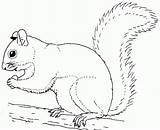Squirrel Ardillas Esquilo Ardilla Comendo Chuck Tupai Indah Pewarna Imagenparacolorear Everfreecoloring Mewarna sketch template