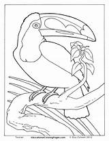 Coloring Pages Realistic Animal Animals Toucan Birds Baby Kids Color Book Two Print Bird Wild Real Wildlife Farm Winter Fun sketch template