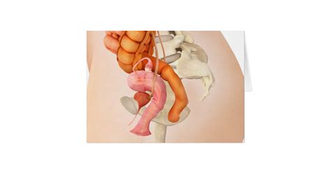 medical illustration of female genital organs 2 zazzle ca