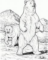 Bear Trace Coloring Grizzly sketch template