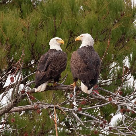 Two Bald Eagles Photograph By Charles Eberson Pixels