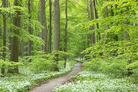 path  deciduous forest  blooming wild garlic photo