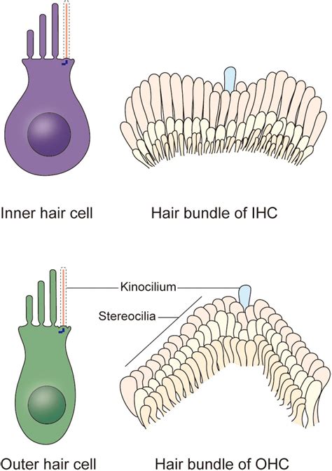 frontiers  kinocilia  cochlear hair cells structures functions  diseases