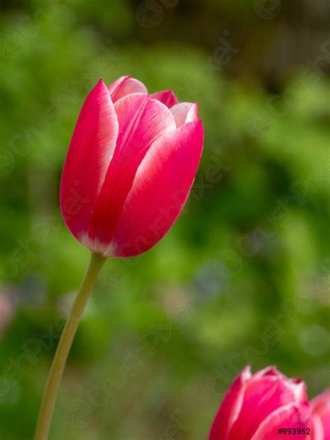 colourful single tulip flower bloom   spring garden stock photo