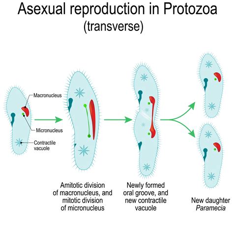 Asexual And Sexual Reproduction What Is The Difference Advantages