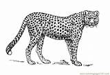Cheetah Malvorlage Guepardo Kleurplaat Jachtluipaard Ausmalbilder Leopardo Ausmalbild Imágenes Imprimir Educima Herunterladen Große Scarica sketch template