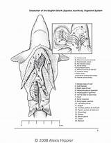 Shark Dogfish Dissection System Digestive Gill Sharks Illustrations Arteries Section Anatomy Fish Ink Illustration Pen Digital Inset Highlight Overviews Zoology sketch template