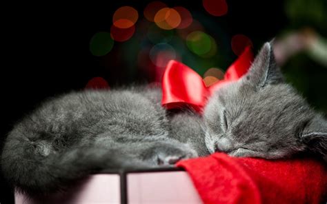 funny cat christmas wallpaper  images