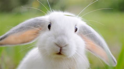 wwwdreamstimecomstock  white rabbit portrait green