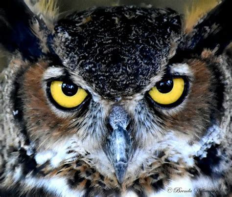 great horned owl owls art reference tattoo bird animals quick