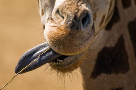 giraffenpopulation um  prozent gesunken nabu international