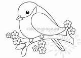 Birds Bird Branch Tree Coloring sketch template