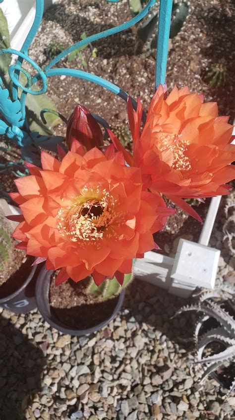 trichocereus grandiflorus hybrid echinopsis grandiflora cactus flower