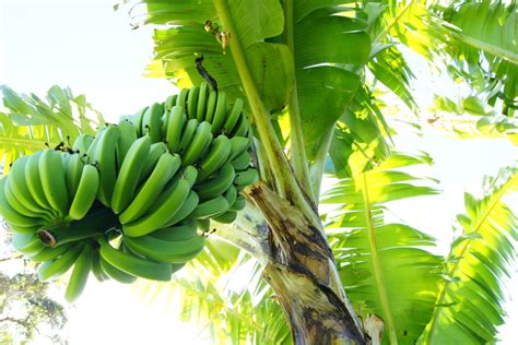 woher kommen bananen alles ueber die herkunft