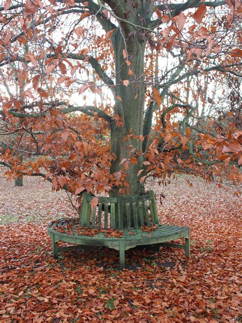 beech tree pictures  images facts  beech trees