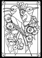 Dificiles Dover Pajaros Stained Hummingbird Ausmalbilder Malen Vögel Bee Eater Wasserfarben Stamping Adults Bunte sketch template