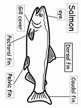 Salmon sketch template