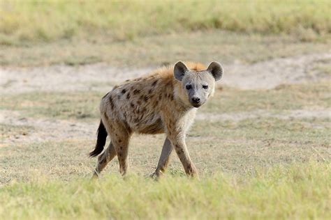 types  hyenas    world today worldatlas
