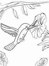 Coloring Hummingbird Pages Swallow Tailed Birds Hummingbirds Designlooter Supercoloring Tail sketch template