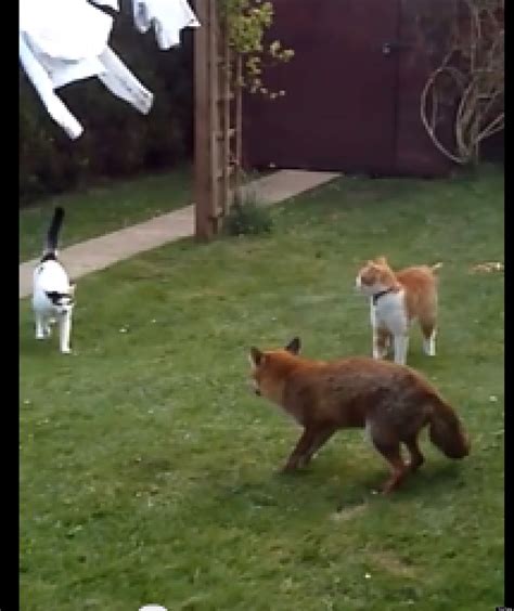 cats chase cowardly fox out of their yard video huffpost