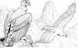 Andean Condor Coloring Flying Condors sketch template