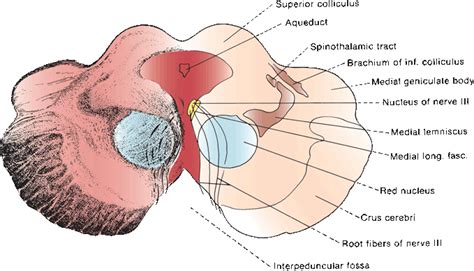 cranial nerve  oculomotor nerve