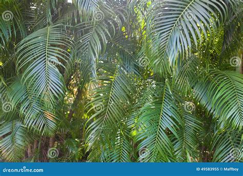 palm tree branches stock image image  gardener green