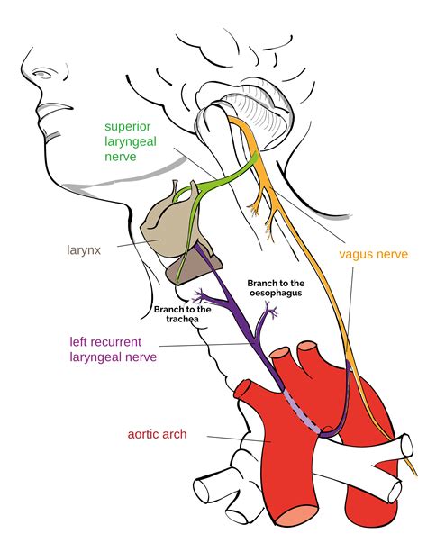 vagus nerve cn  cranial nerves anatomy geeky medics