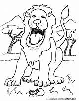Lion Roaring Drawing Getdrawings Coloring sketch template